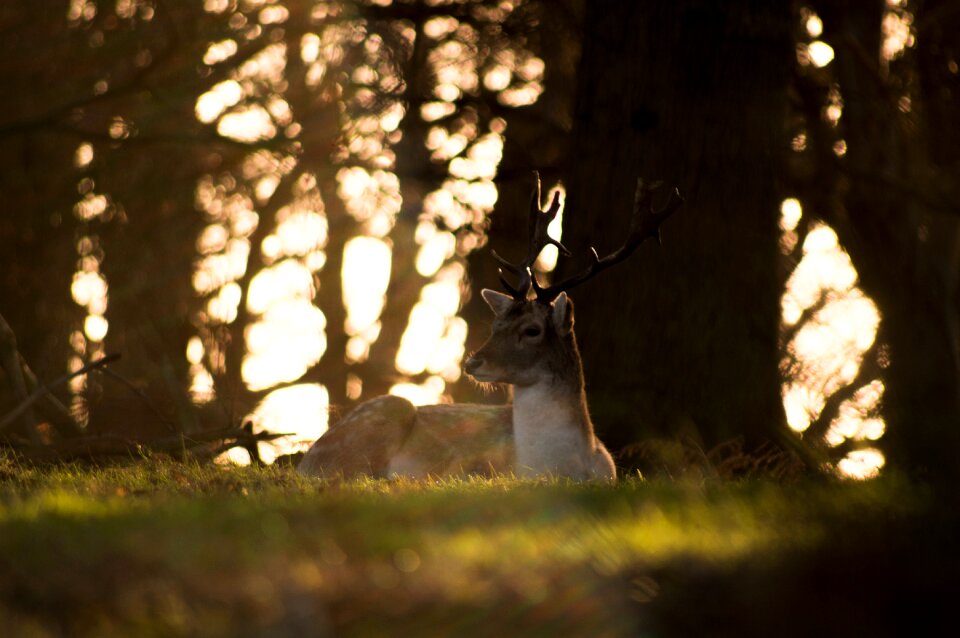 Deer Animal photo