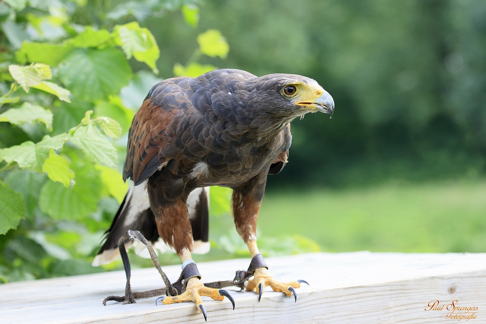 Nature common buzzard harris ' hawk