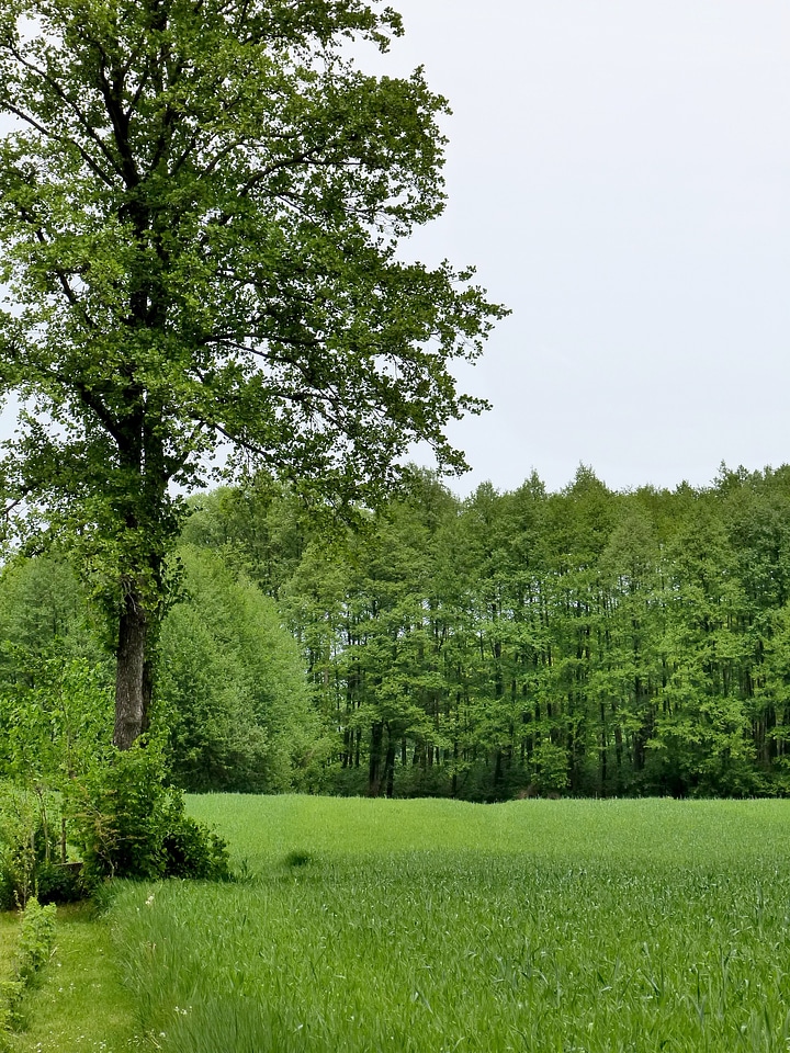 Outdoors environment trunk photo