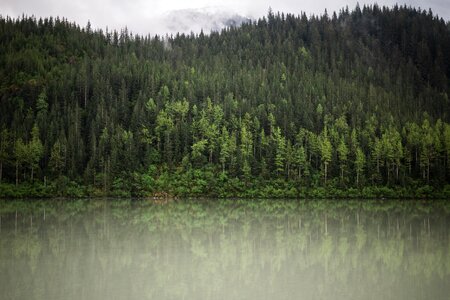 Green Trees photo