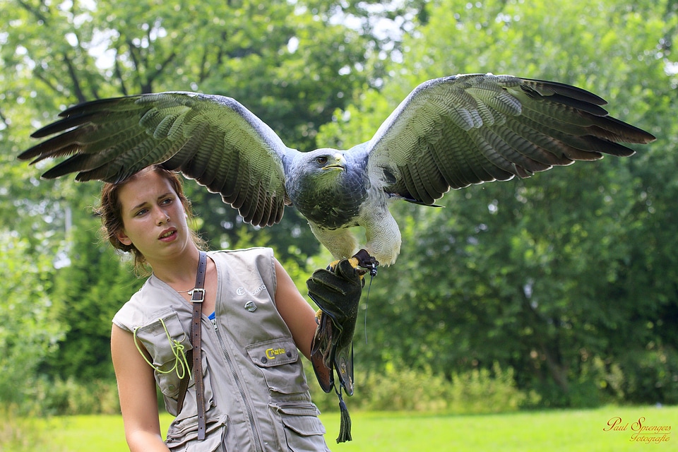 Chile arend wings feathers