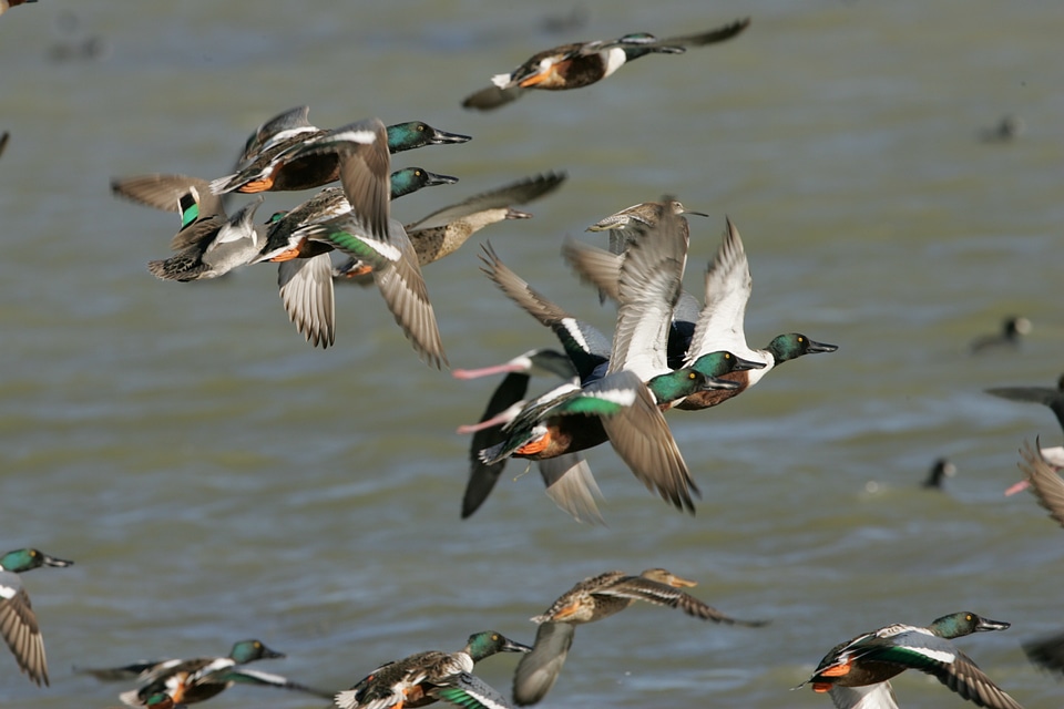 Flight wildlife wild