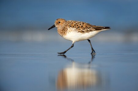 Bird Animal