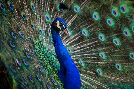 Peafowl Peacock