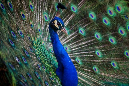 Peafowl Peacock photo