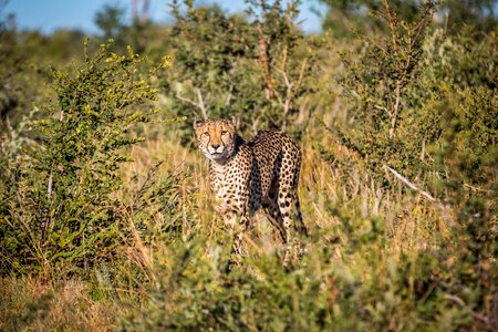 Leopard Animal photo