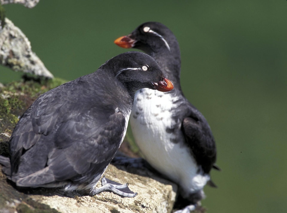Seabird wildlife cliffs