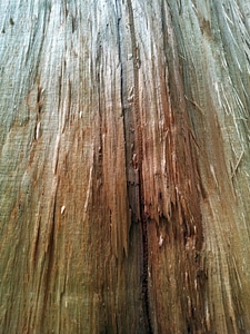 Timber woody stems