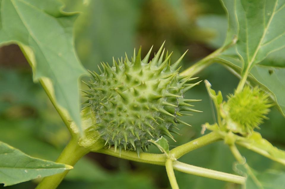 Green medicinal plant herbalism