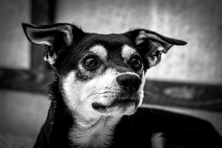 Grayscale Puppy photo