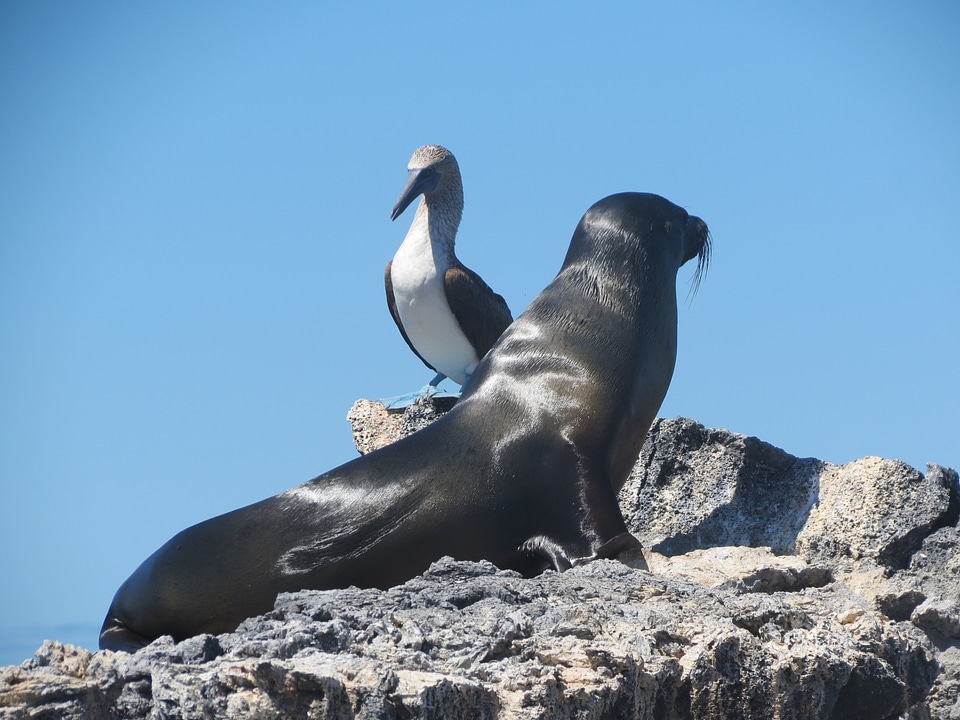 Avian animal mammal