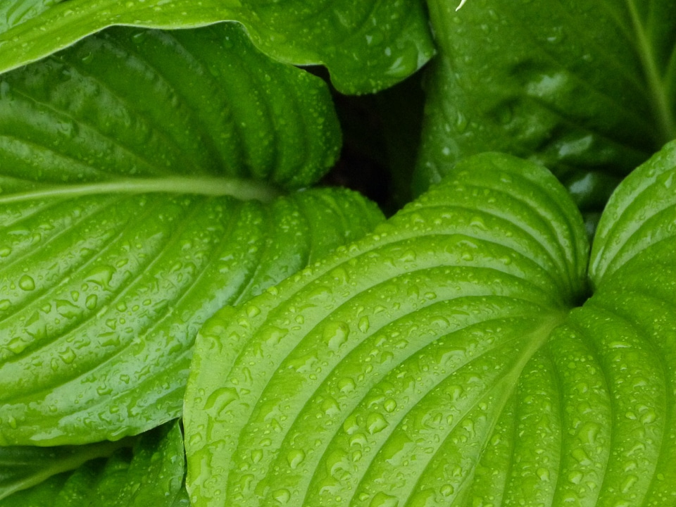 Drops plant leaves water plant