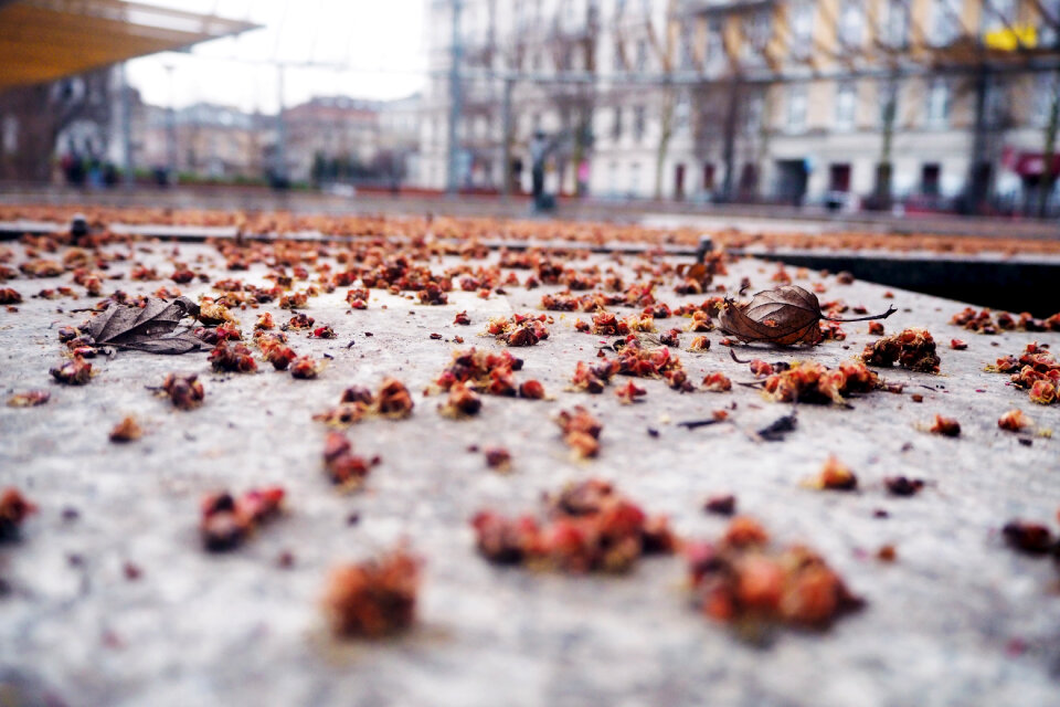 Ground Leaf photo