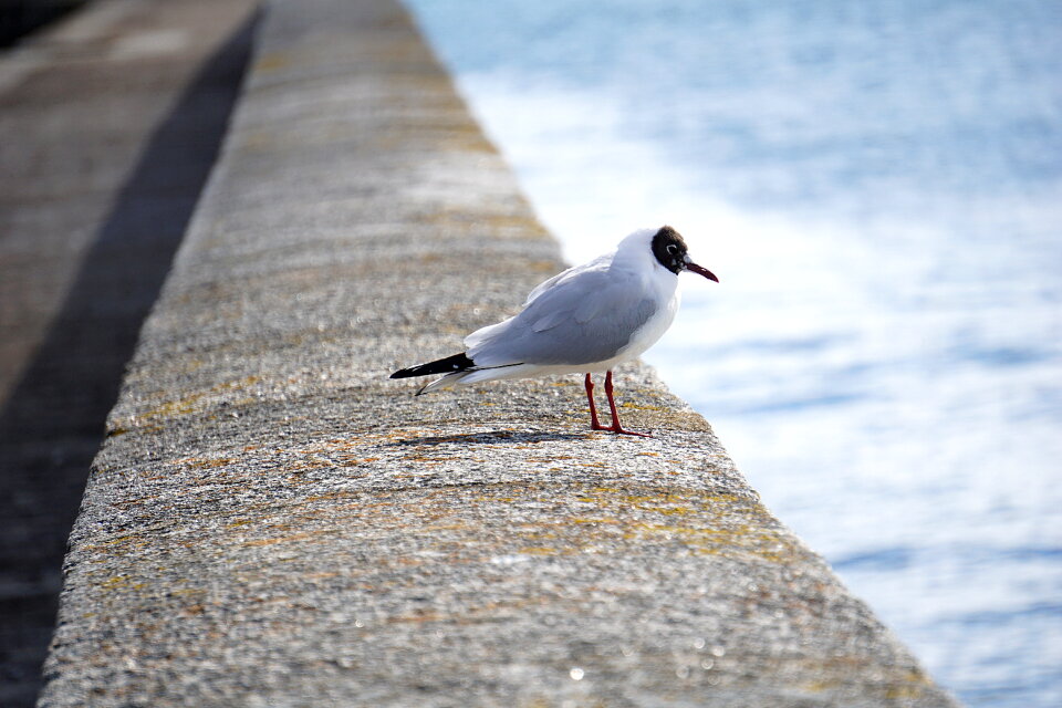 Seagull Dove photo