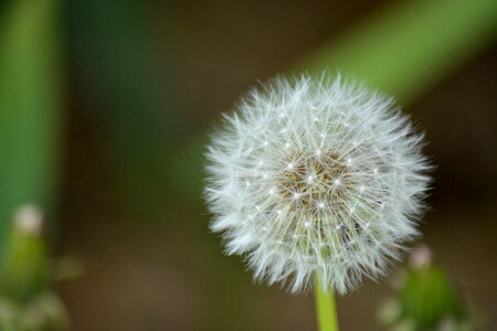 Dandelion Flower photo