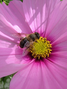 Insect plant purple photo