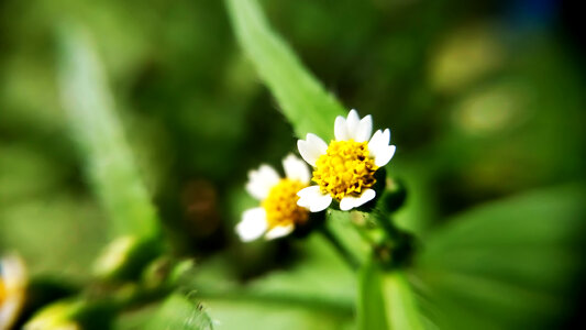 Yellow Flowers