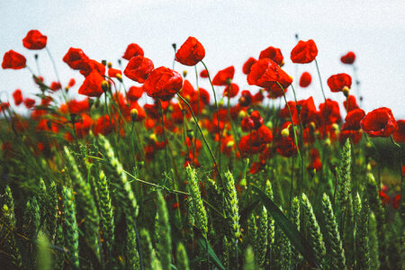 Red Petals photo