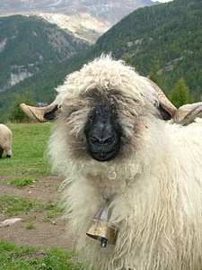 Black nosed sheep valais switzerland
