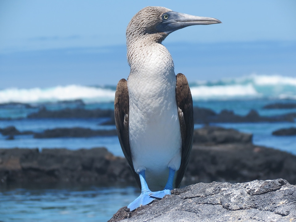 Wildlife wild blue-footed