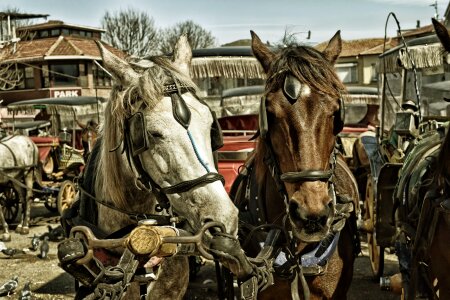 Horses Animals photo