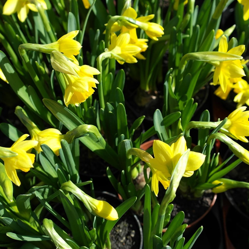 Narcissus flowers spring photo