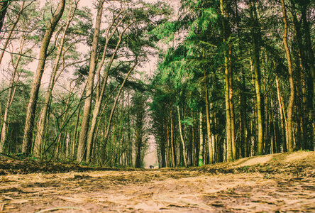 Landscape Woods