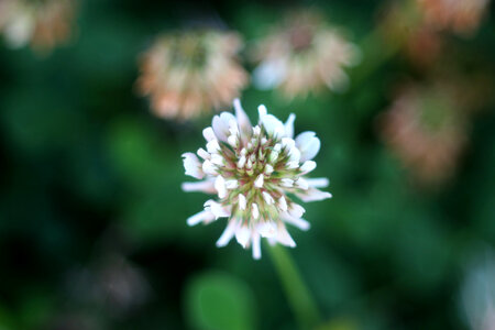 Flower Summer