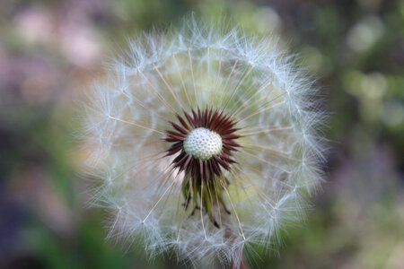Dandelion Summer