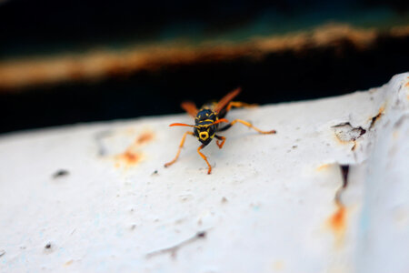 Wasp Insect