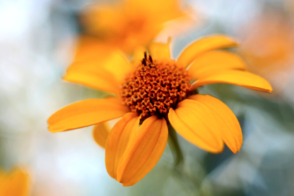 Yellow Flower
