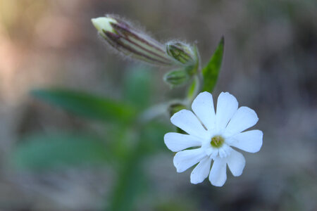 White Flower