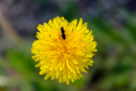 Yellow Flower photo