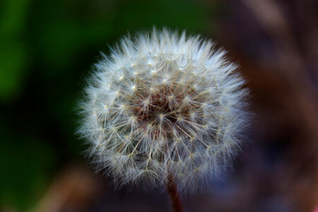 Dandelion Summer