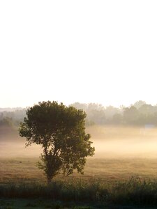 Fog Morning photo