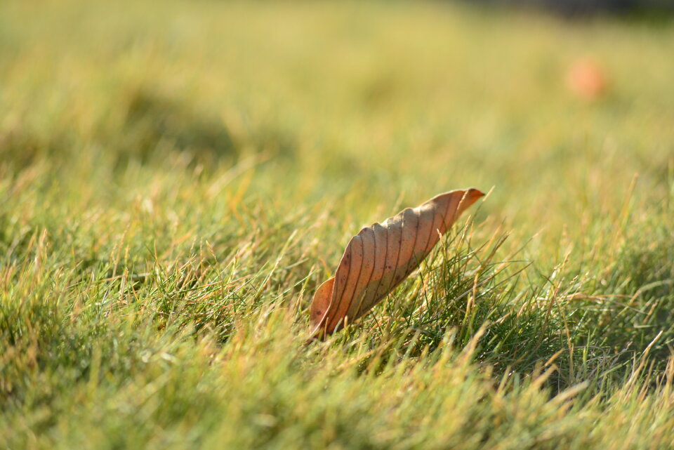 Leaf Sunlight photo