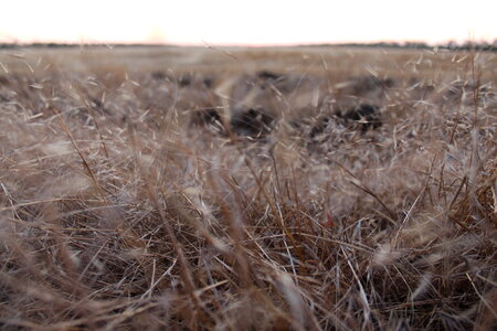 Plants Field