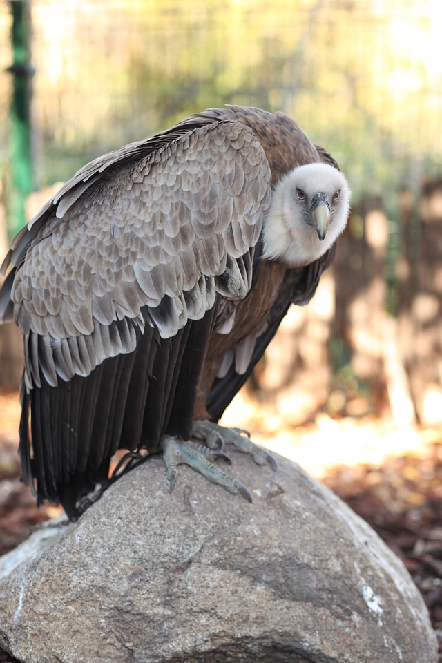 Animal wings birds