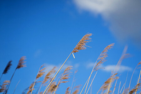 Reeds Blue