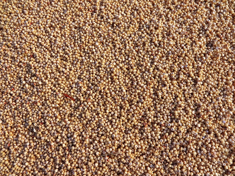 Seeds foods edible