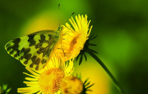Butterfly Insect photo