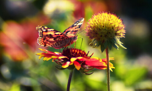 Butterfly Flower