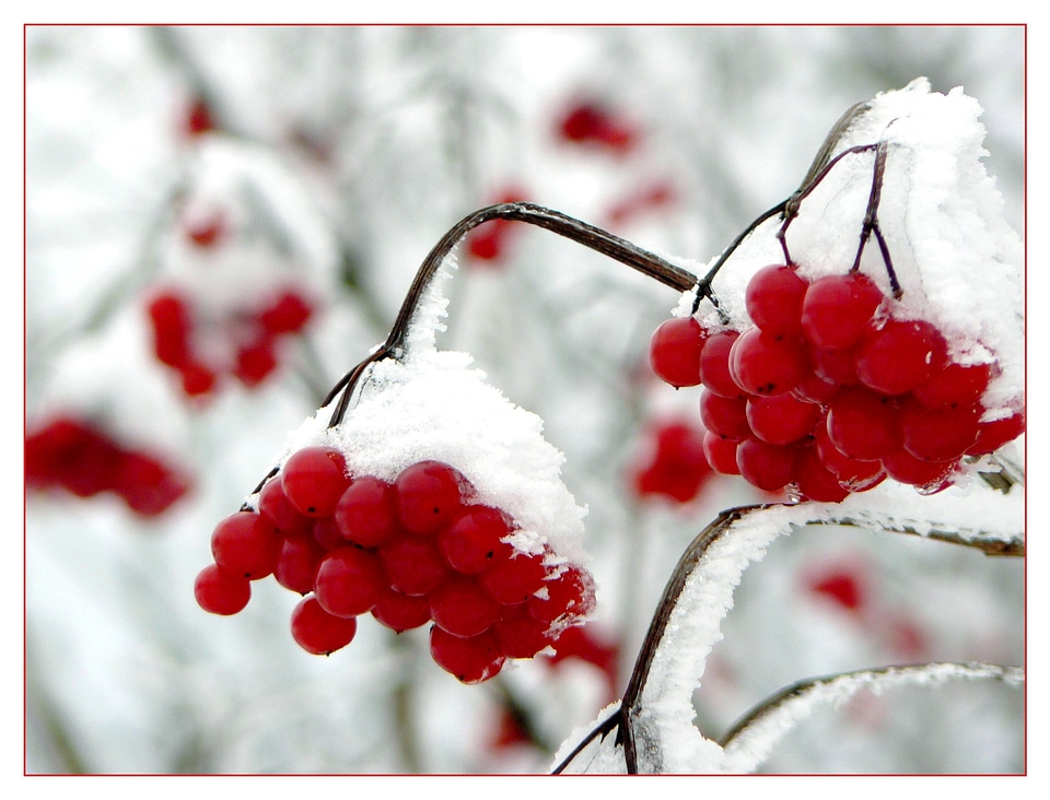 Tree fruit winter snow