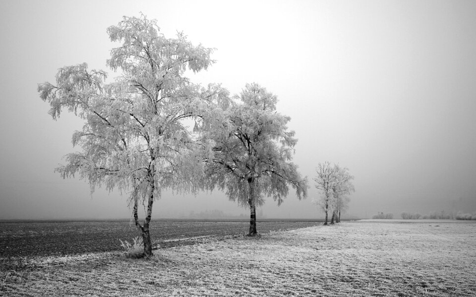 Nature Snow photo