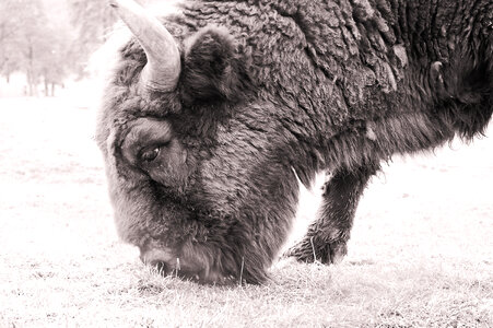 Bison Wild