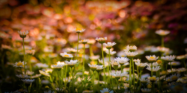 Flowers Garden
