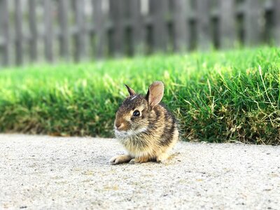 Baby Bunny Rabbit photo