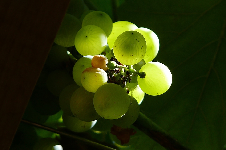 Nature fruit food