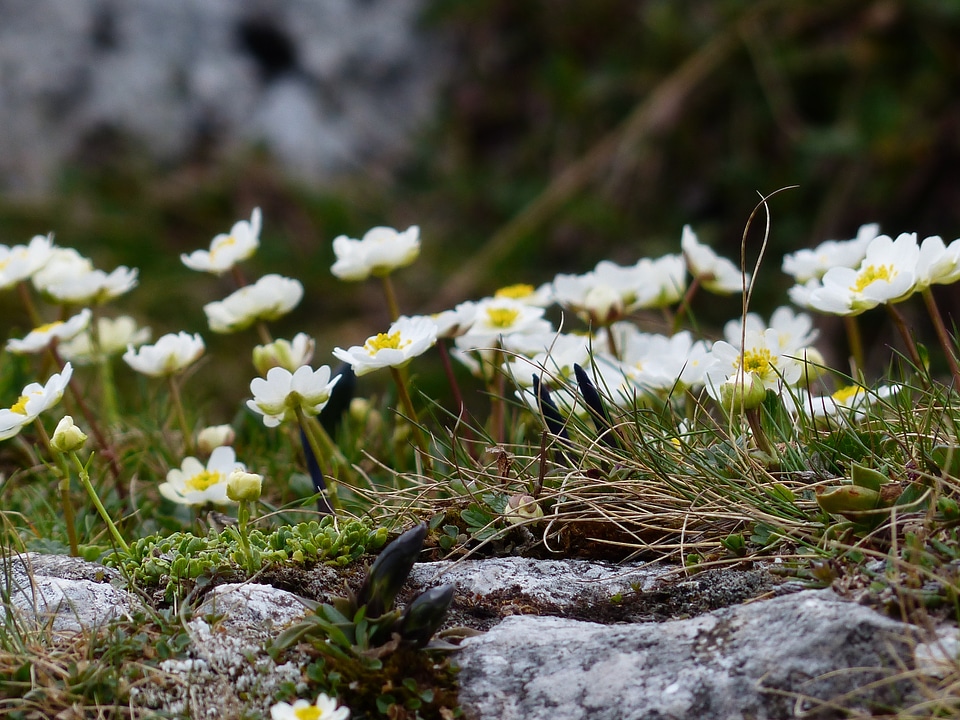 White ranunculus alpestris hahnenfußgewächs