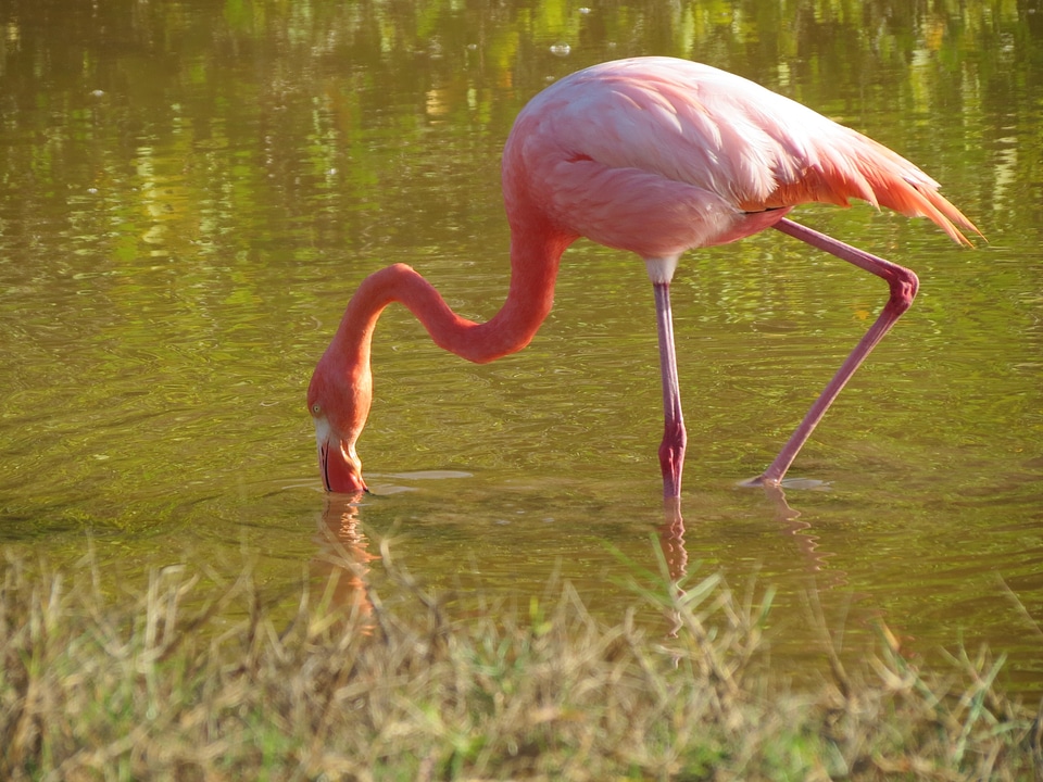 Bird exotic wildlife